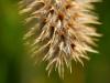 soft spikes